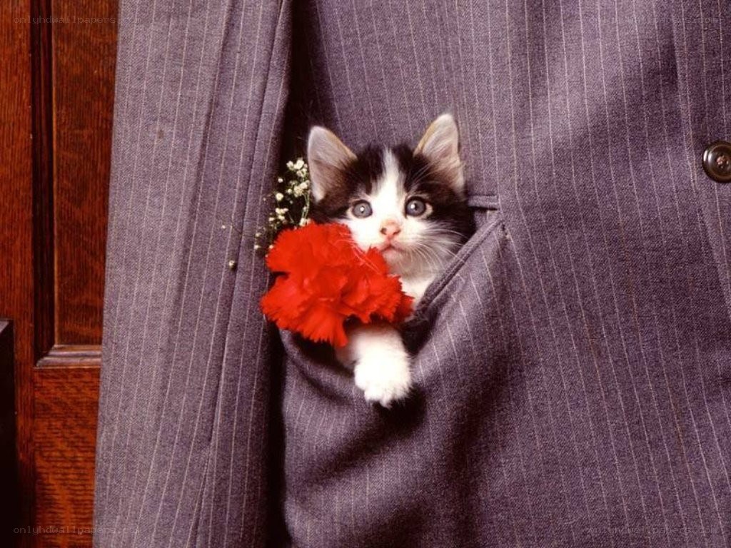 kitten in a suit pocket