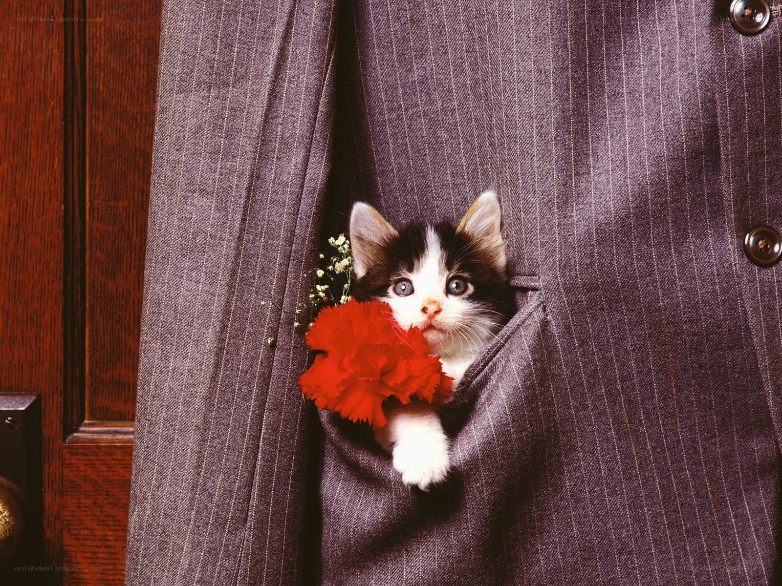kitten in a suit pocket