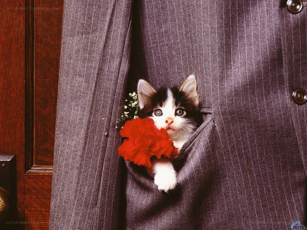 kitten in a suit pocket
