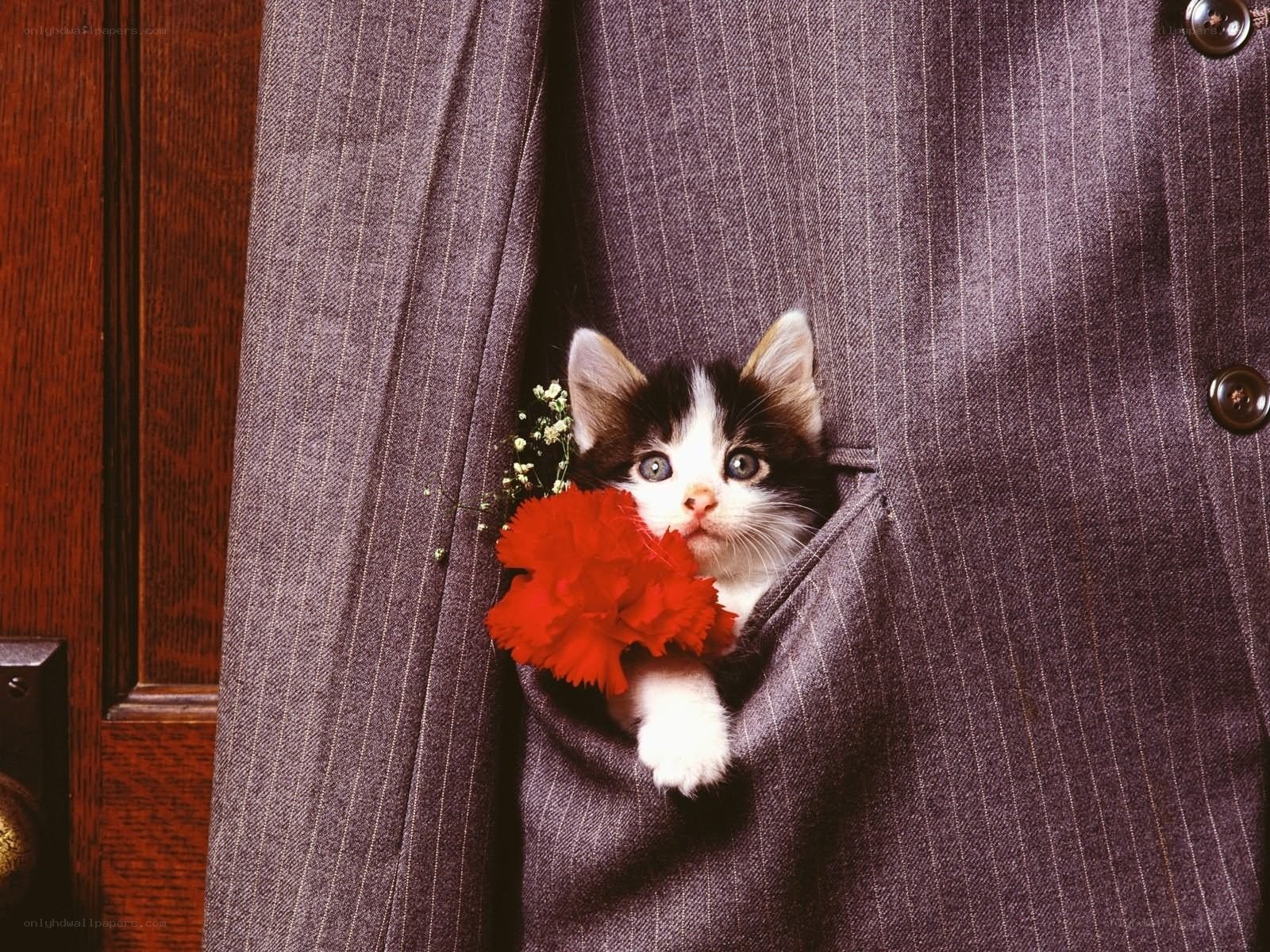 kitten in a suit pocket