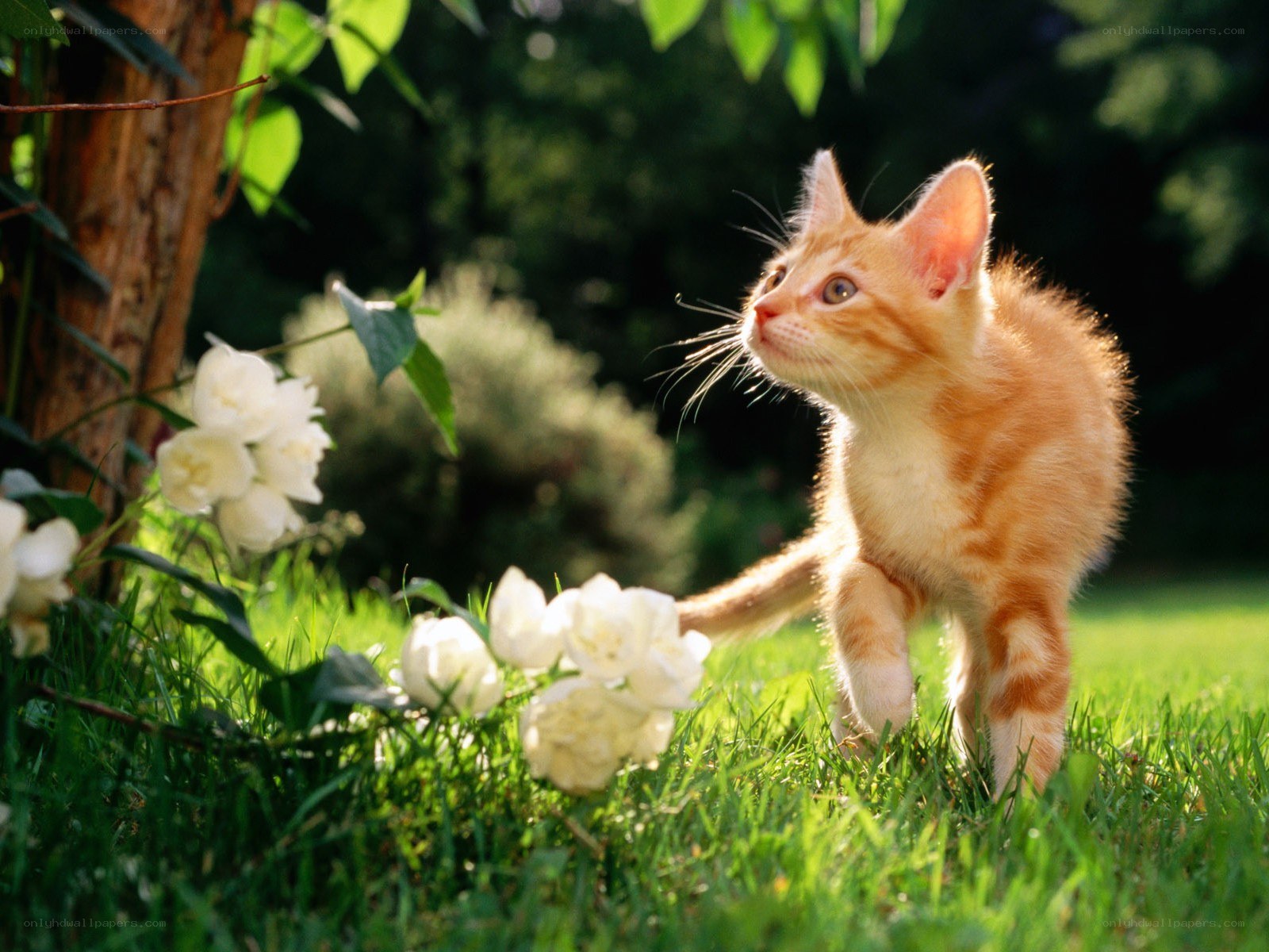 Kitten in a sunny garden