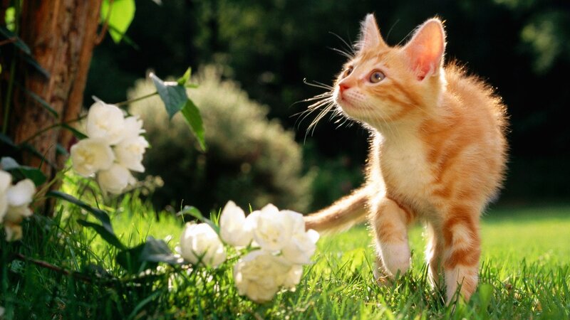 Kitten in a sunny garden
