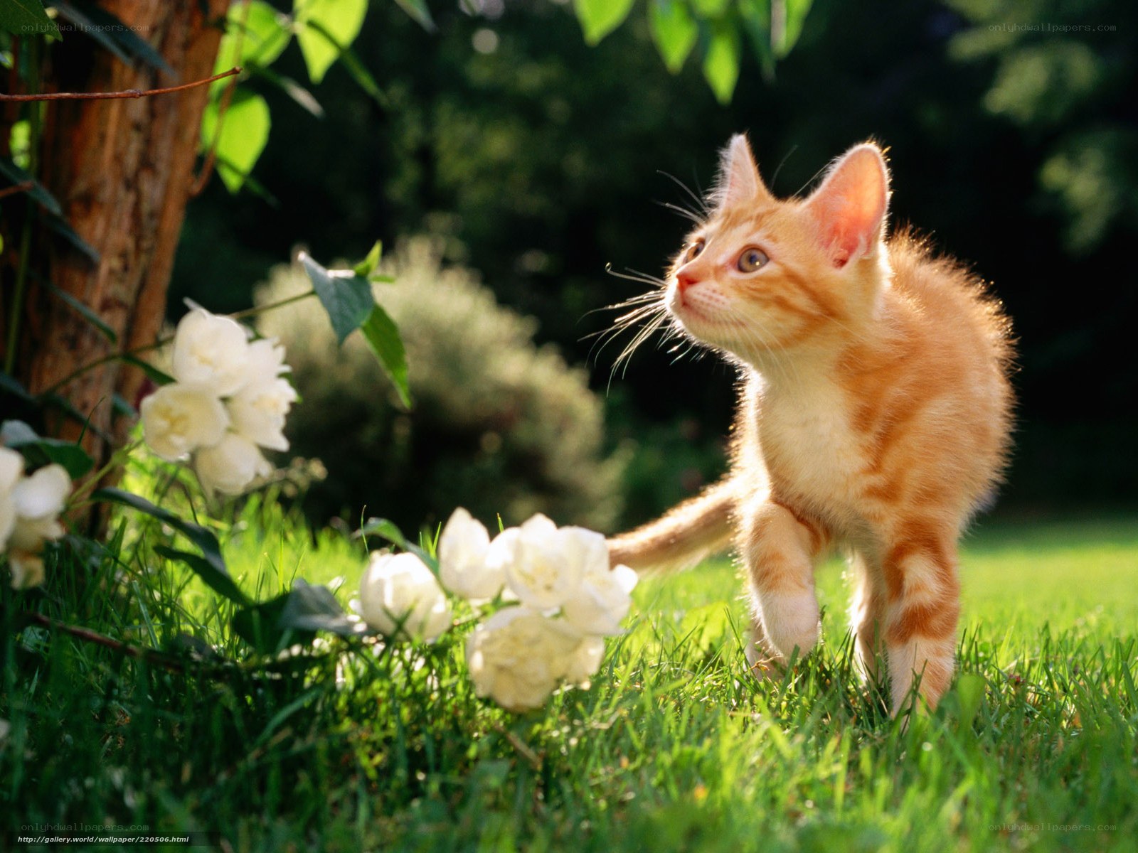 Kitten in a sunny garden