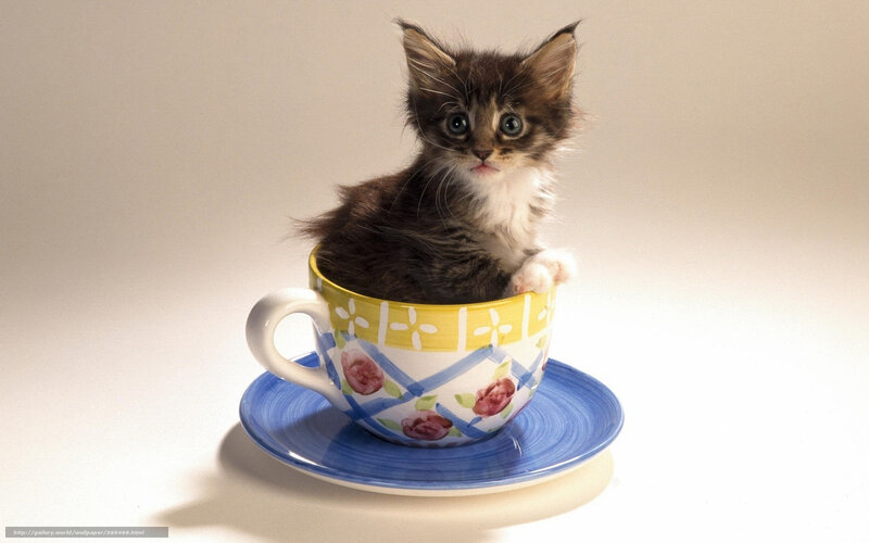 kitten in a teacup