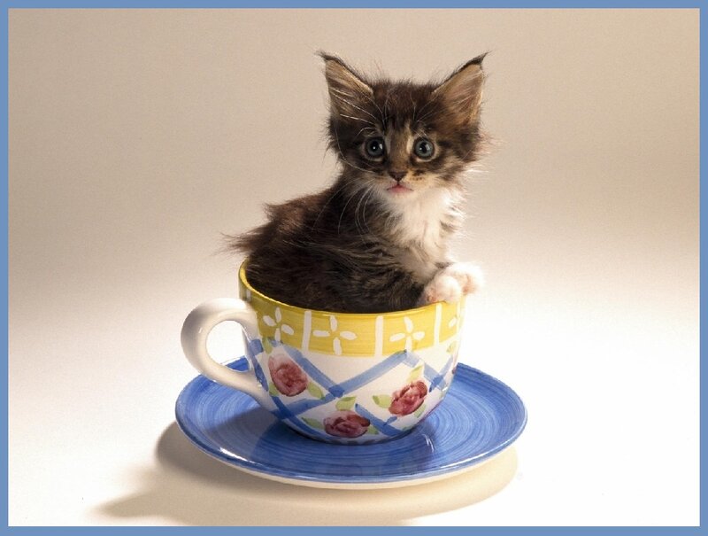 Kitten in a Teacup — Blue, Calm