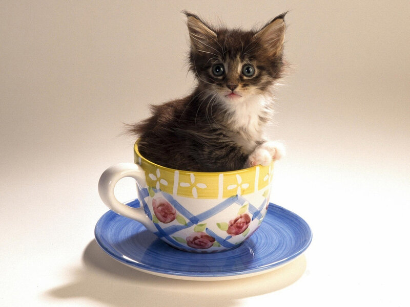 Kitten in a Teacup — Blue, Cute