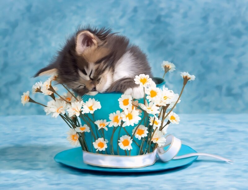 Kitten in a Teacup — Blue