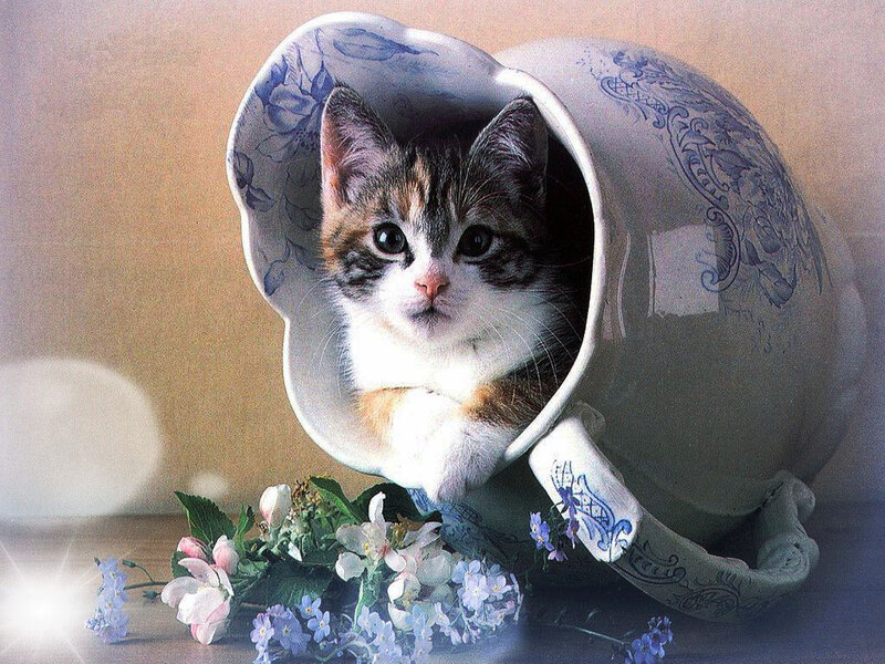 Kitten in a Teacup — White, Calm, Photograph, Flowers, Table