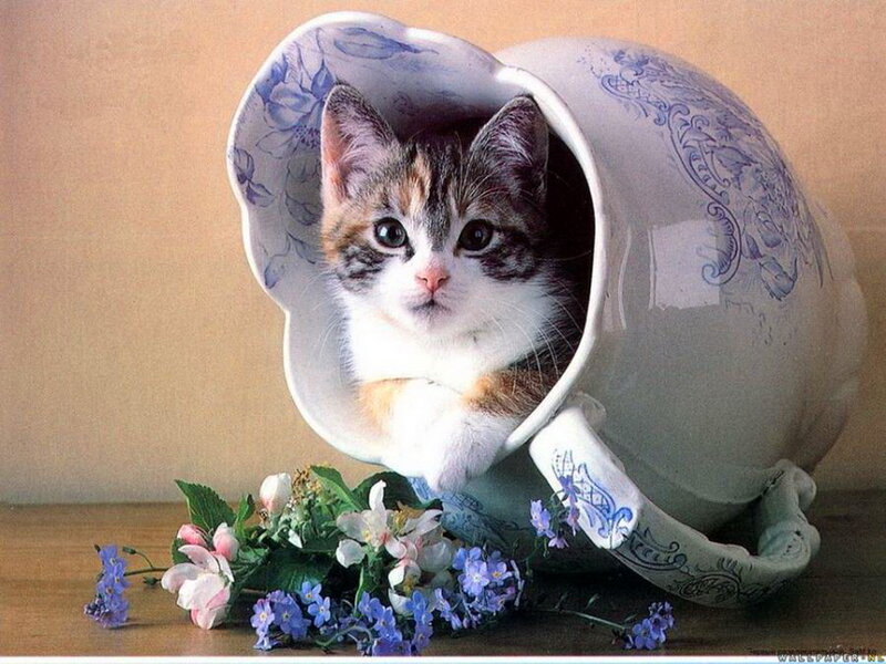 Kitten in a Teacup — White, Calm, Photograph, Flowers