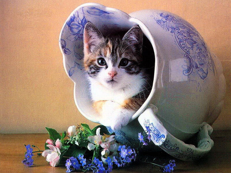 Kitten in a Teacup — White, Calm, Photograph