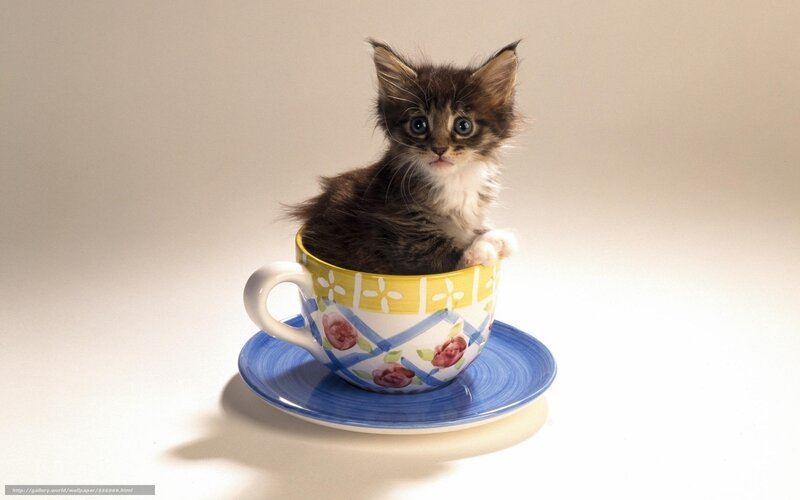Kitten in a Teacup — White, Innocent