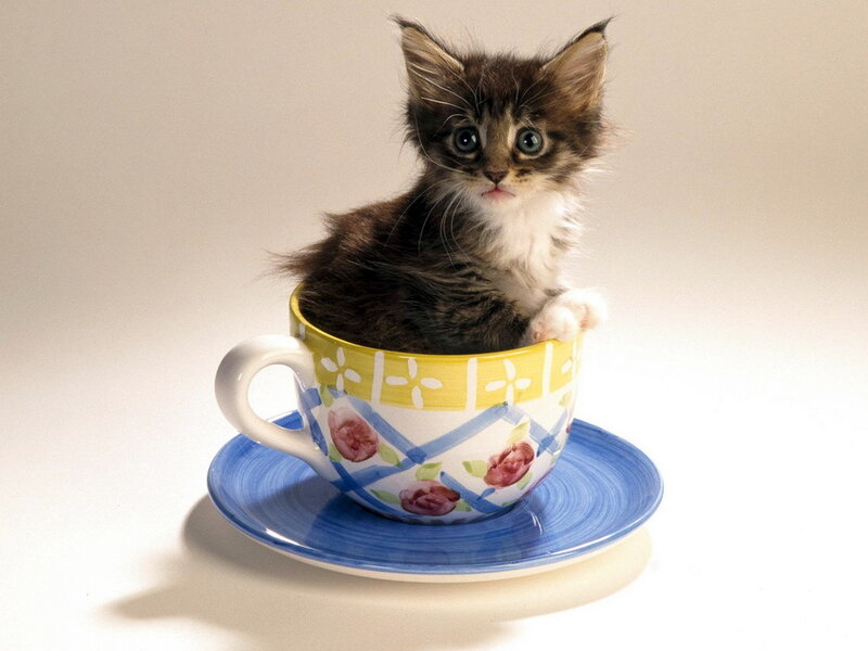 Kitten in a Teacup — White