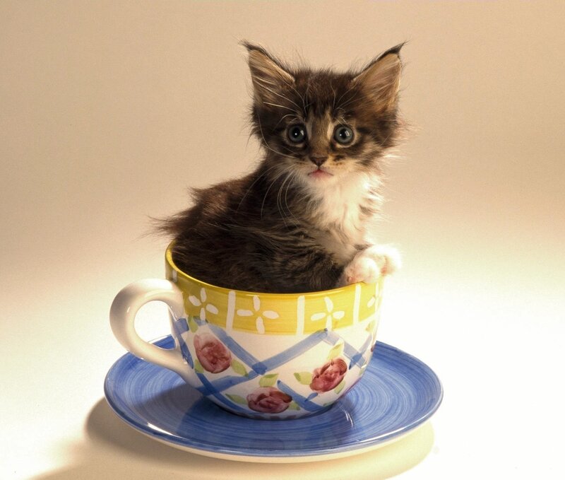 Kitten in a Teacup — Yellow