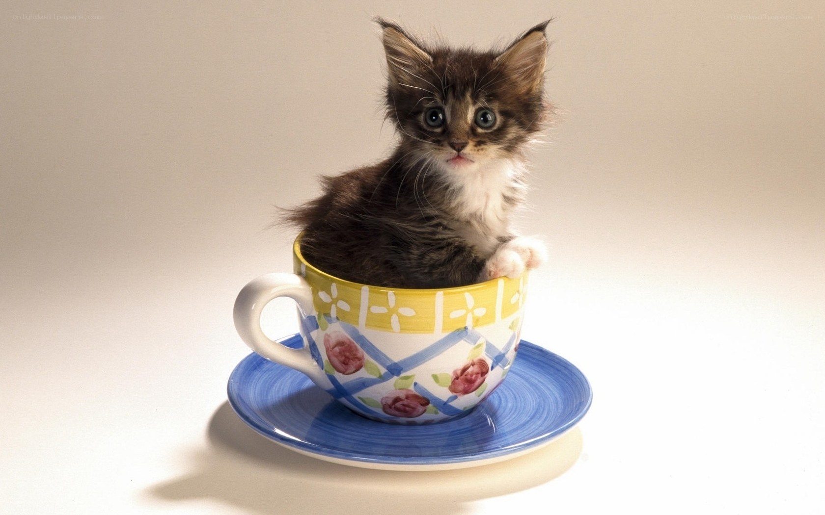 kitten in a teacup