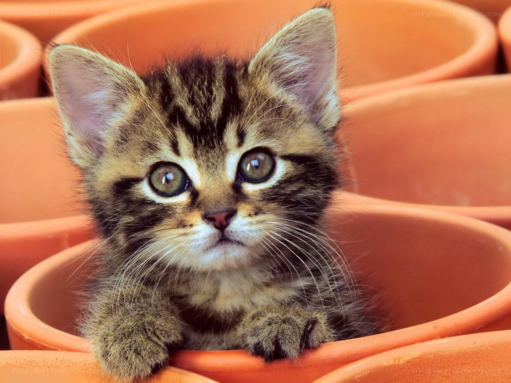 kitten in a terracotta pot