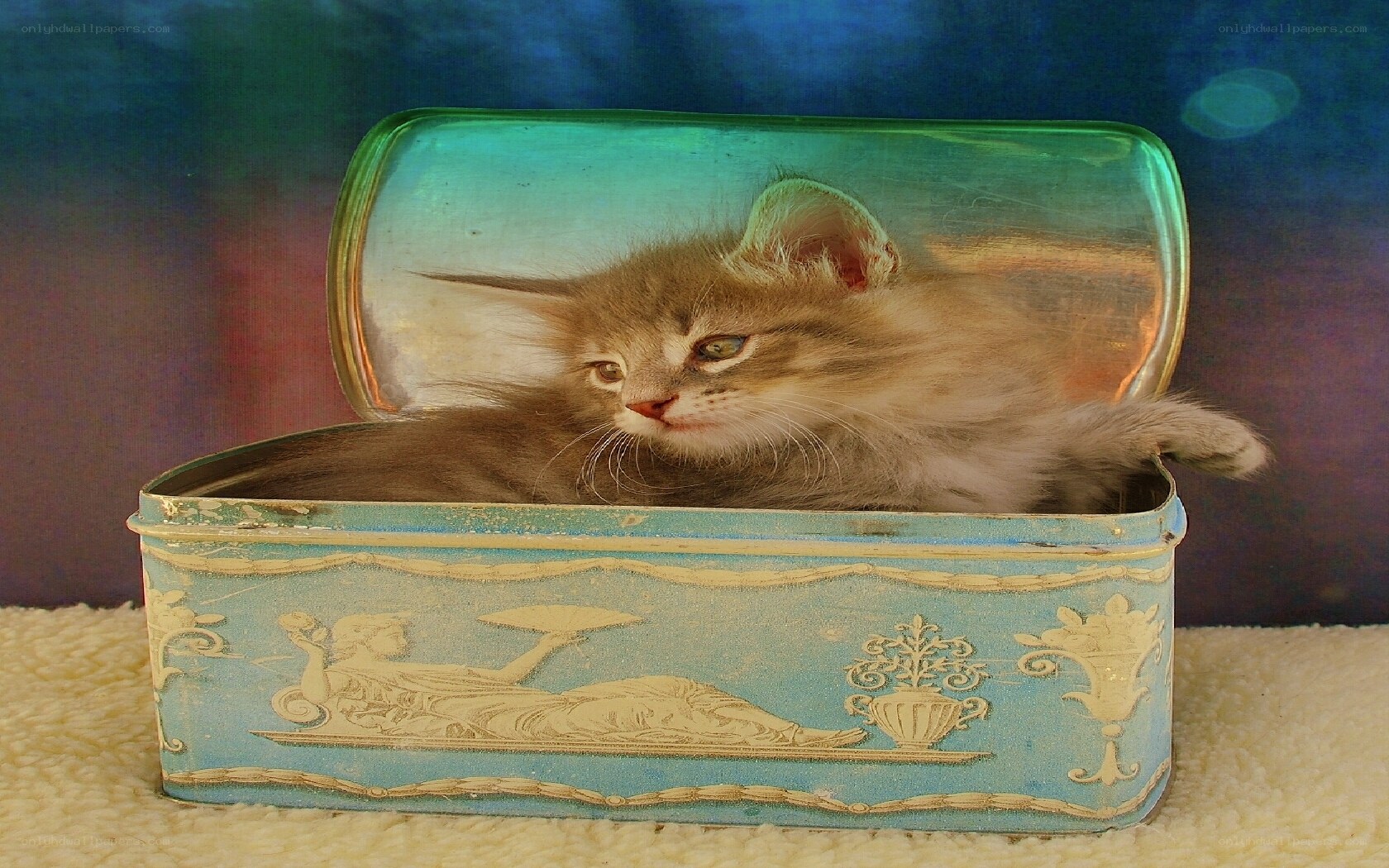 kitten in a tin box