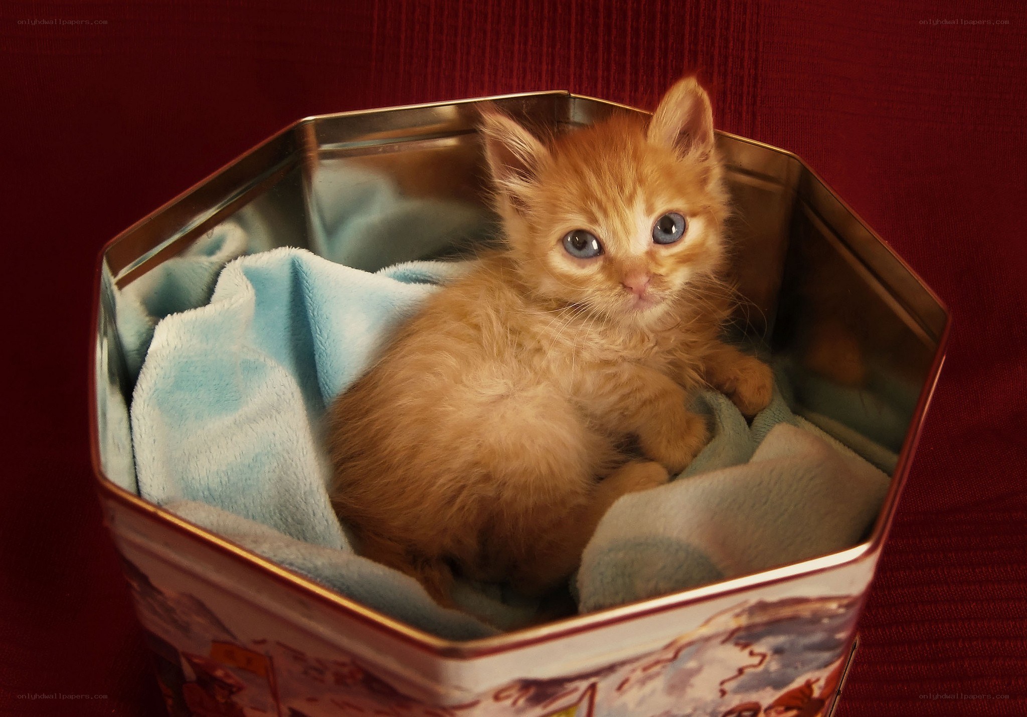 kitten in a tin box