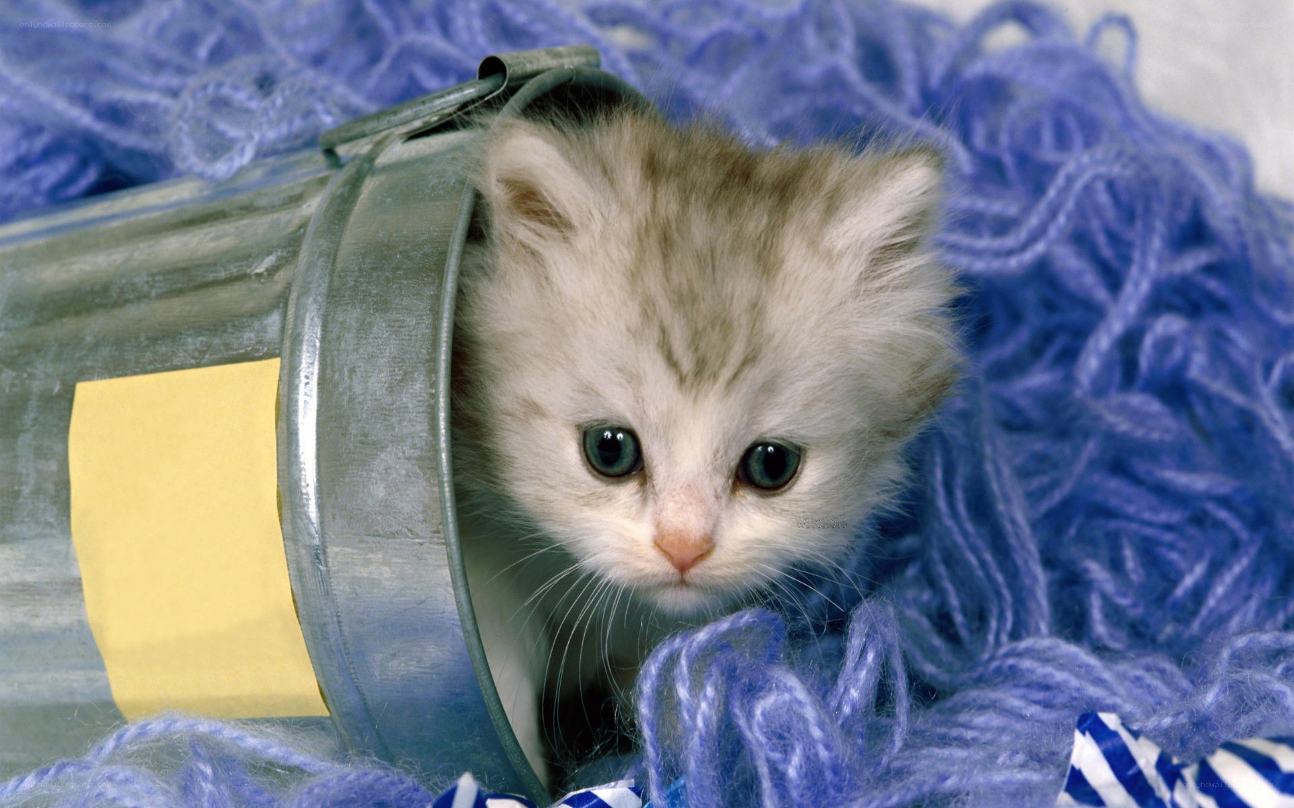 kitten in a tin can