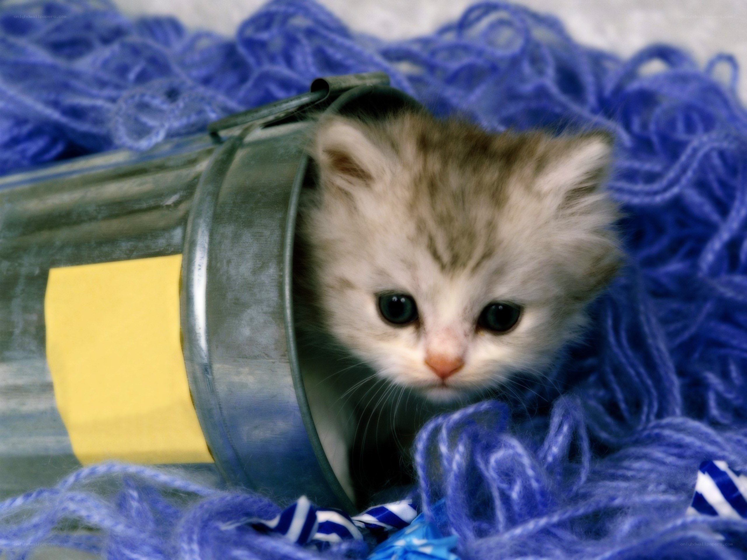 kitten in a tin can