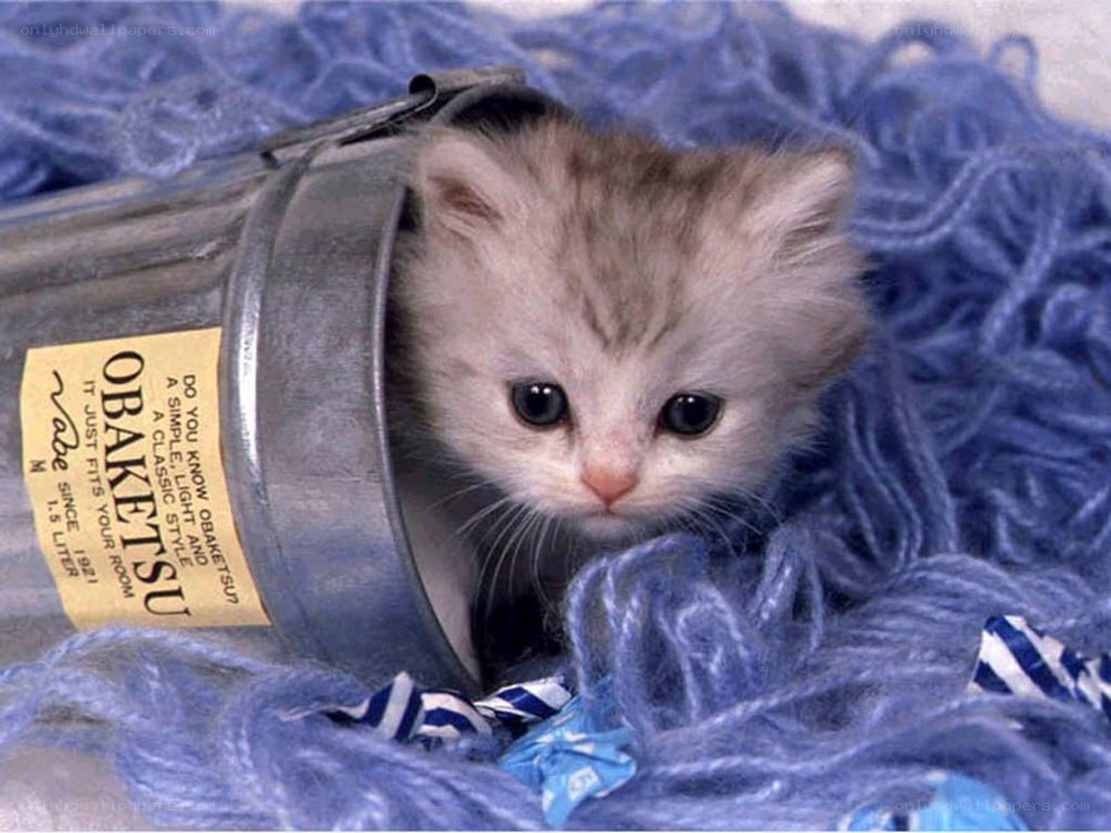kitten in a tin can