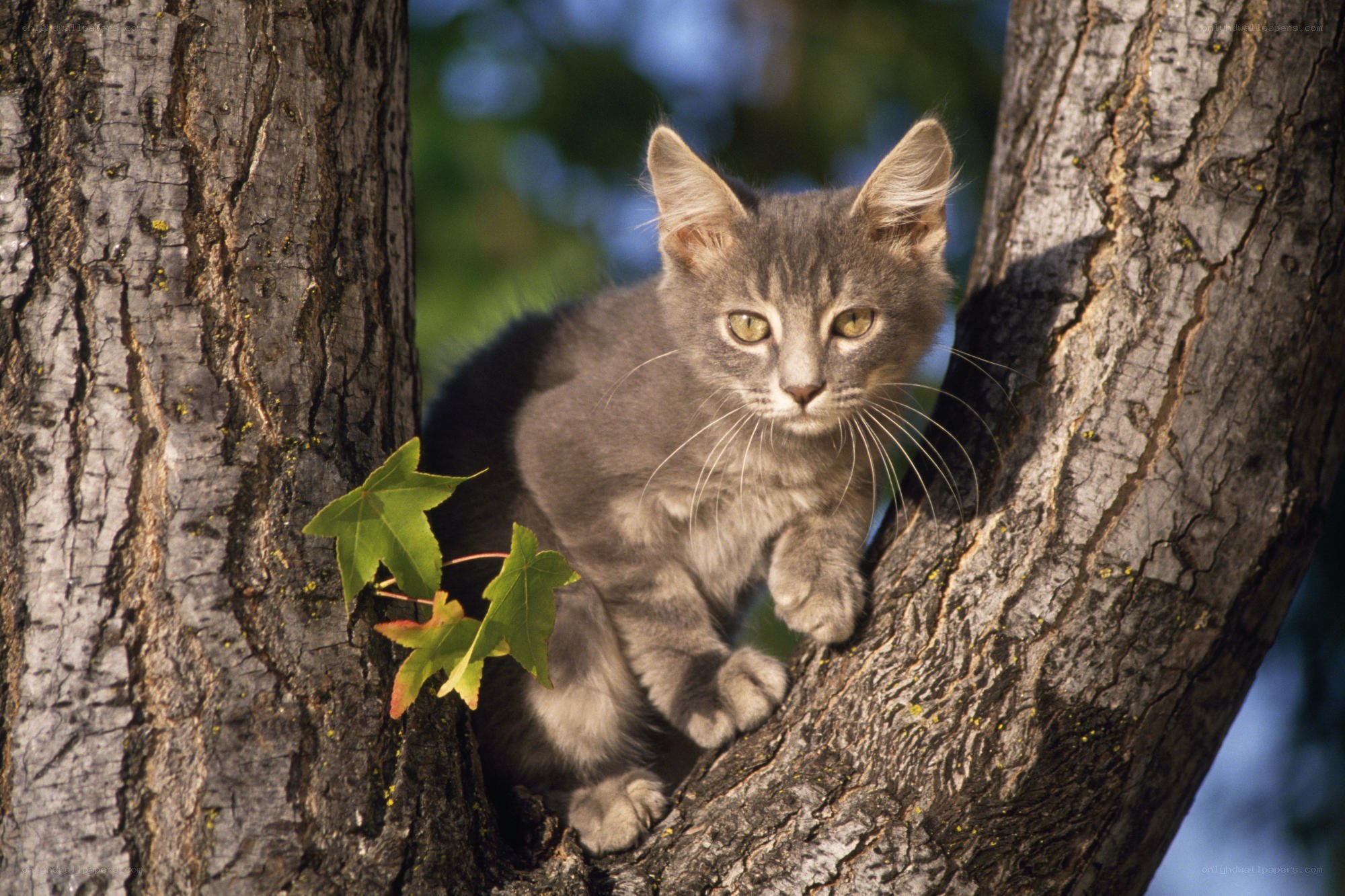 kitten in a tree