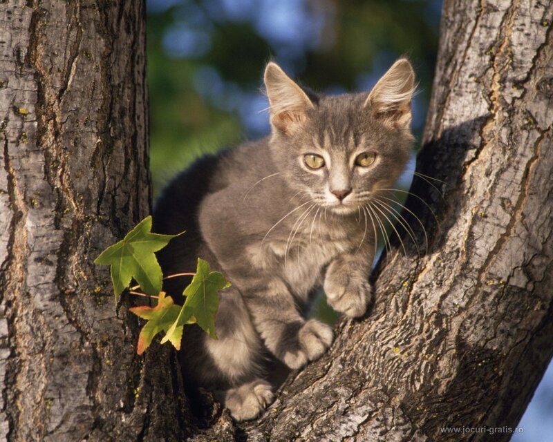 kitten in a tree