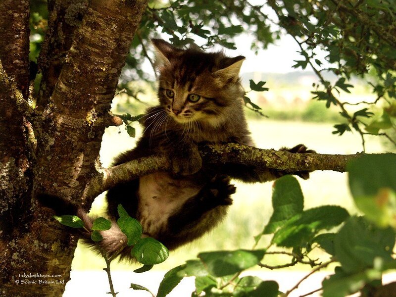kitten in a tree