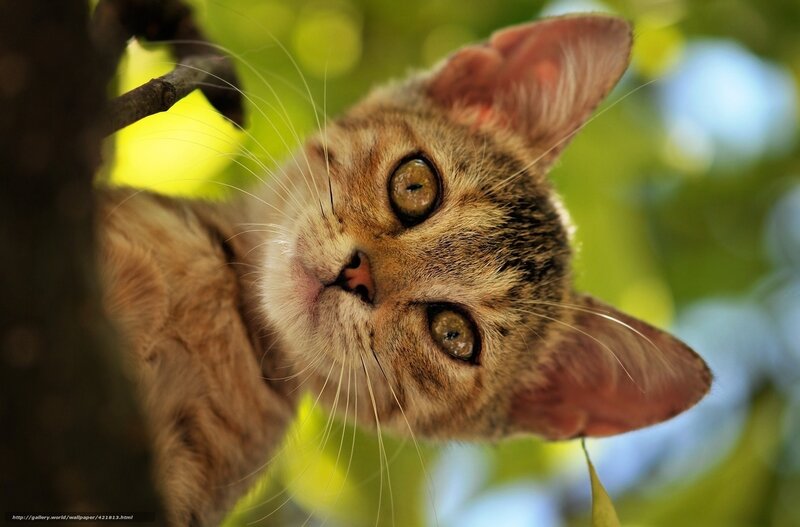 kitten in a tree