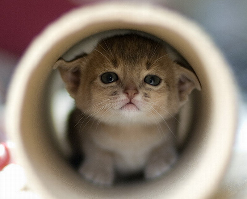 Kitten in a Tube