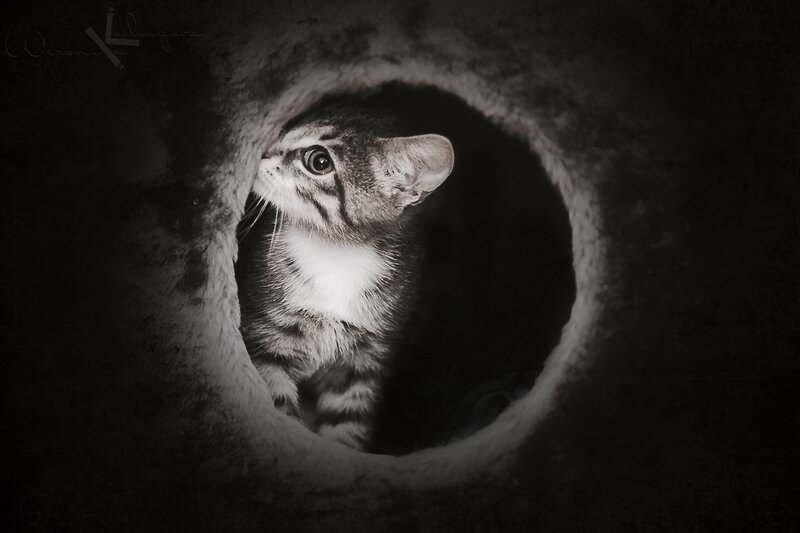Kitten in a Tunnel