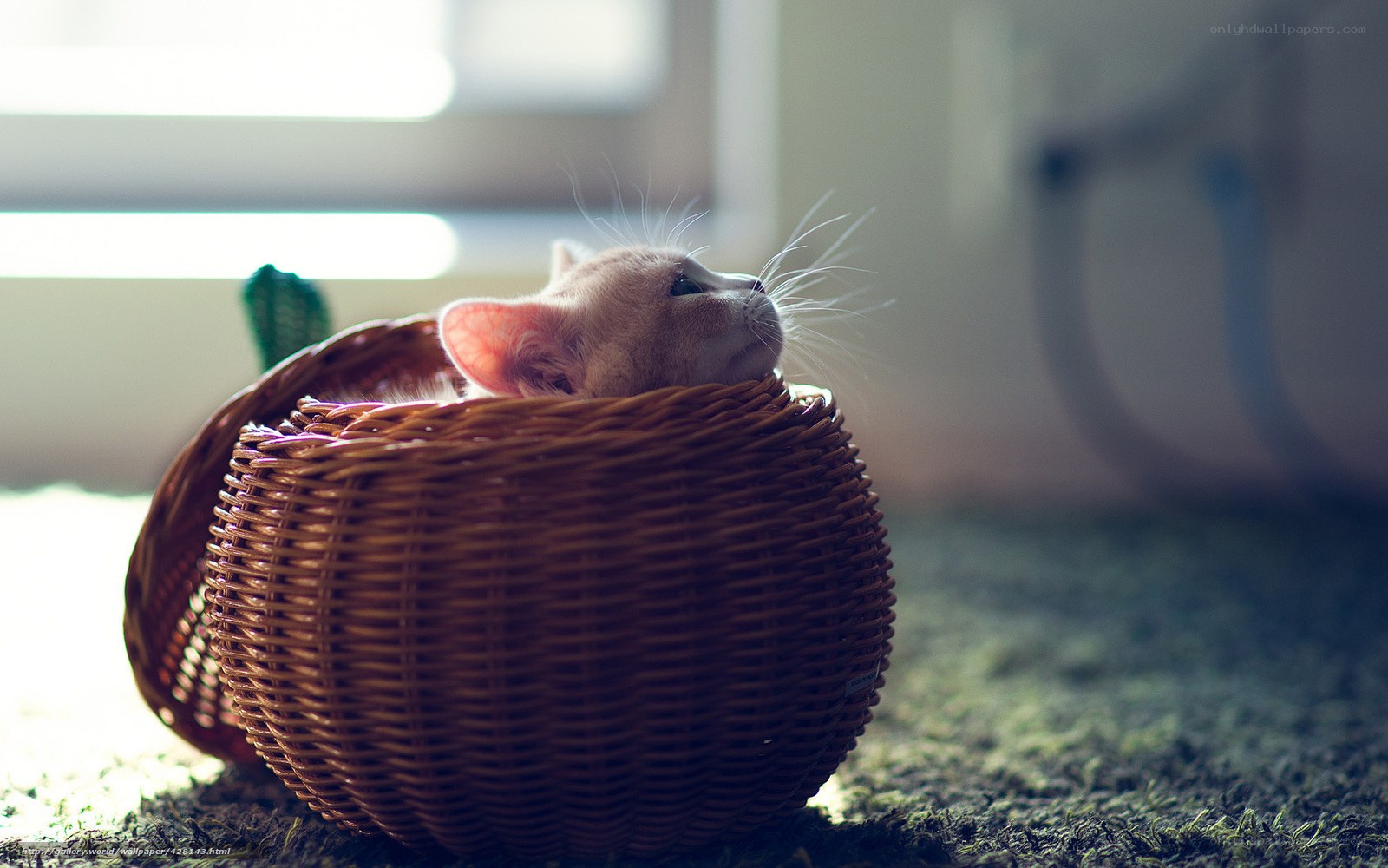 kitten in a wicker basket