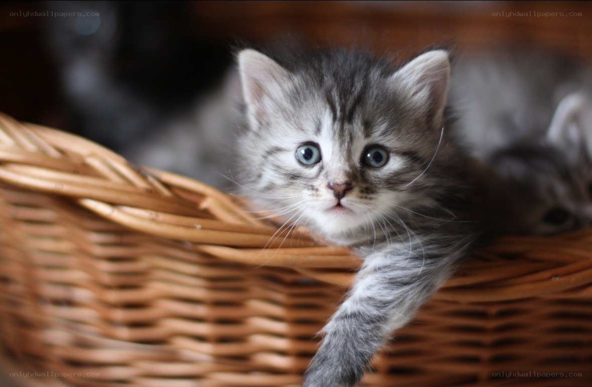 kitten in a wicker basket