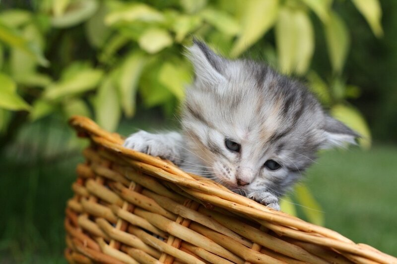kitten in a wicker basket