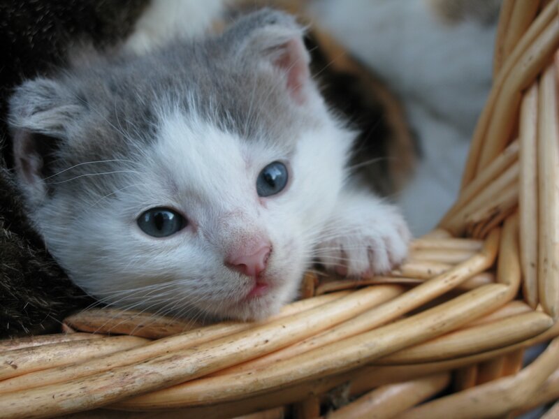 kitten in a wicker basket