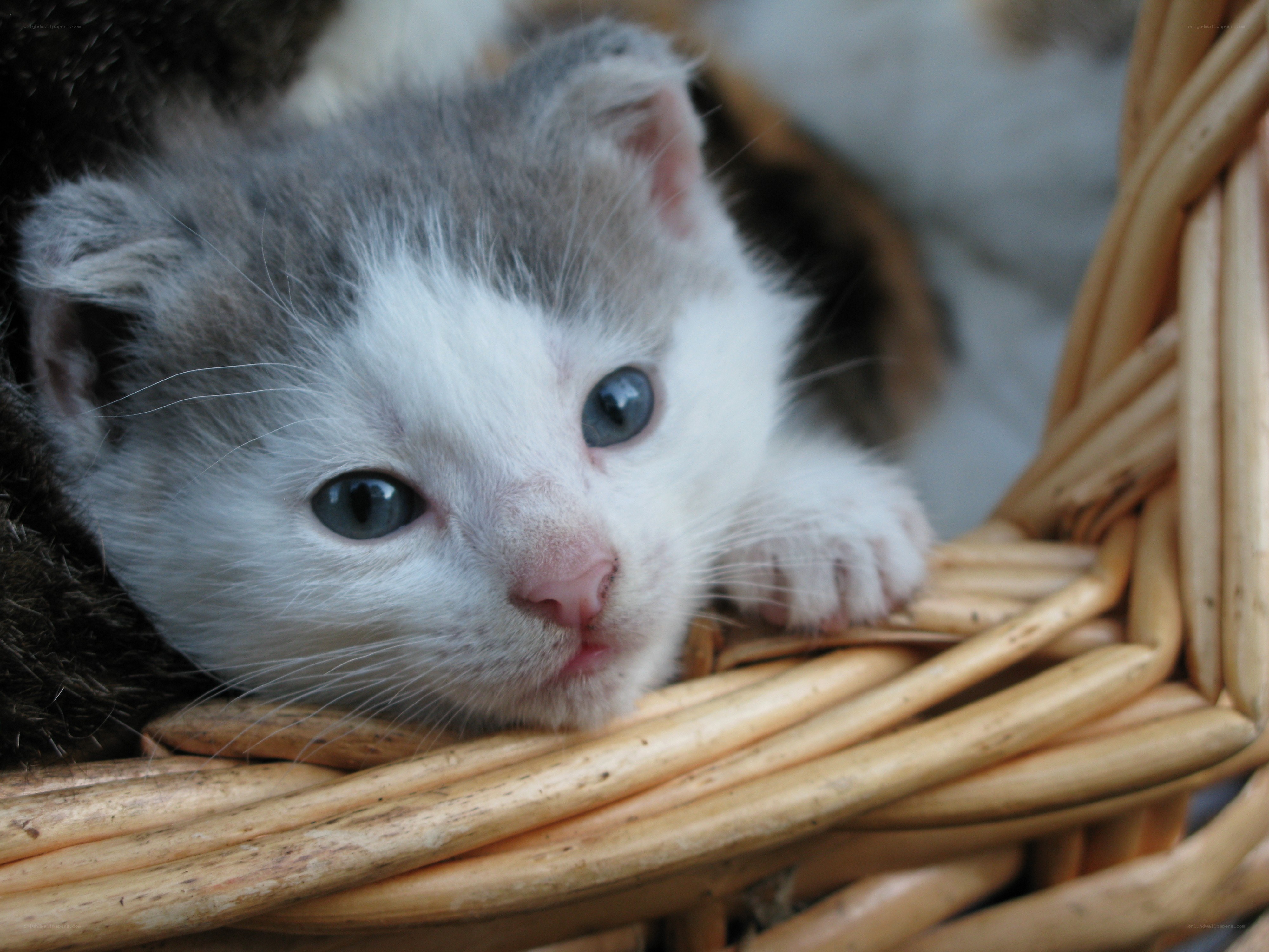 kitten in a wicker basket