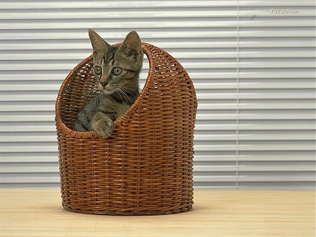 kitten in a wicker basket