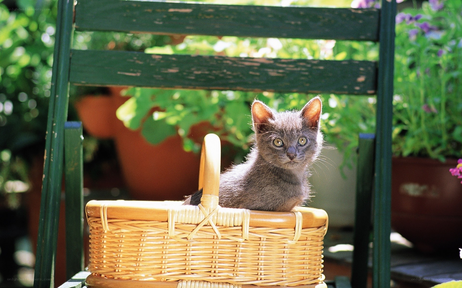 kitten in a wicker basket