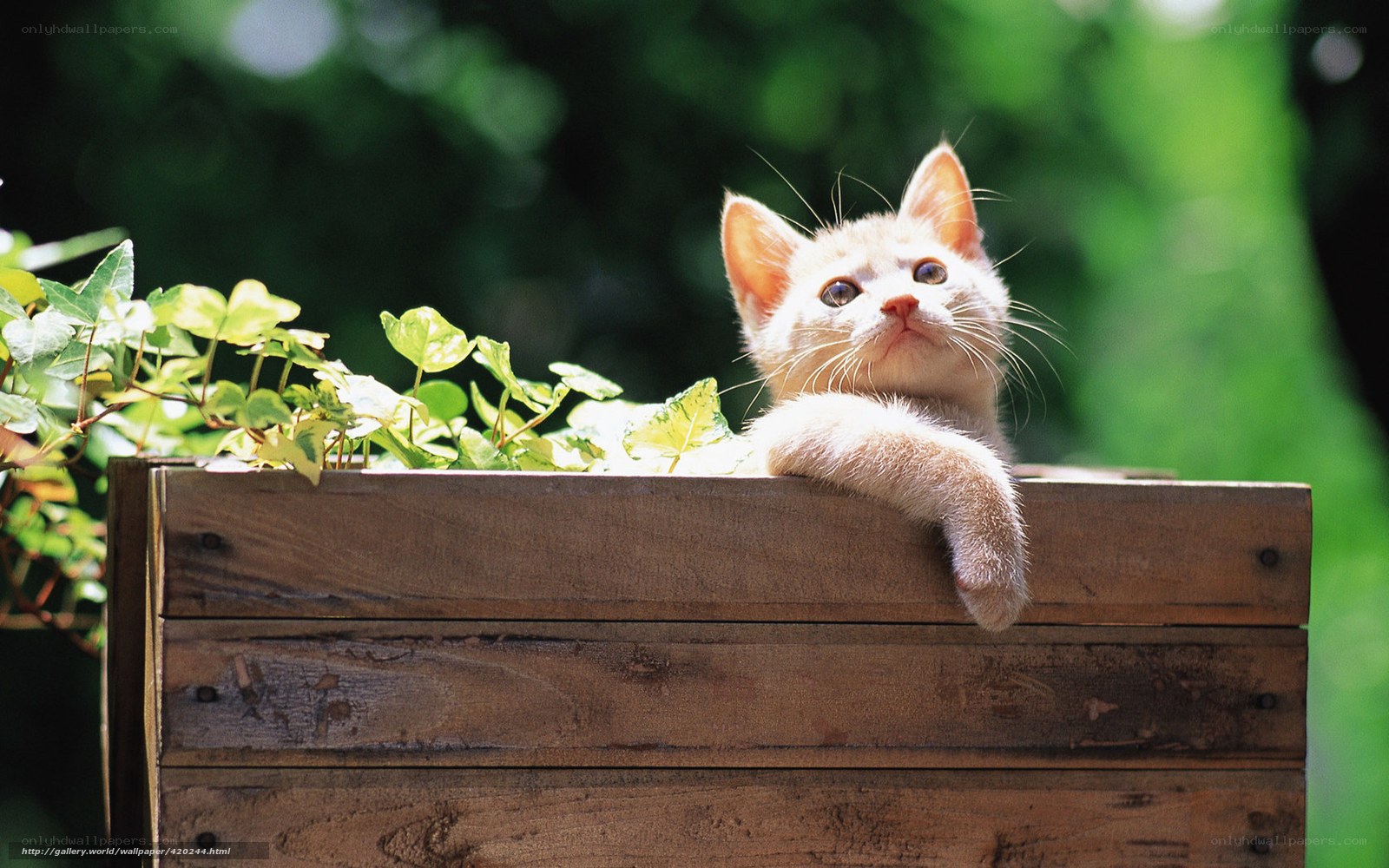 kitten in a wooden box