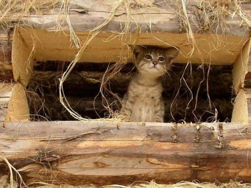 kitten in a wooden shelter