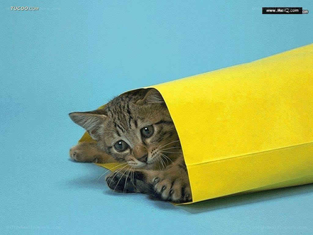kitten in a yellow bag