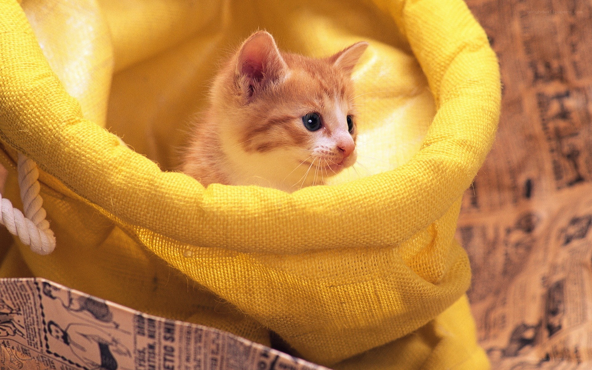 kitten in a yellow bag