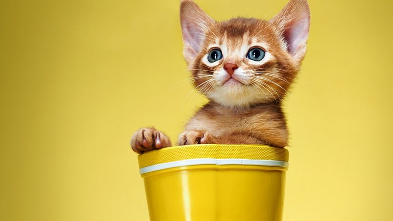 kitten in a yellow boot