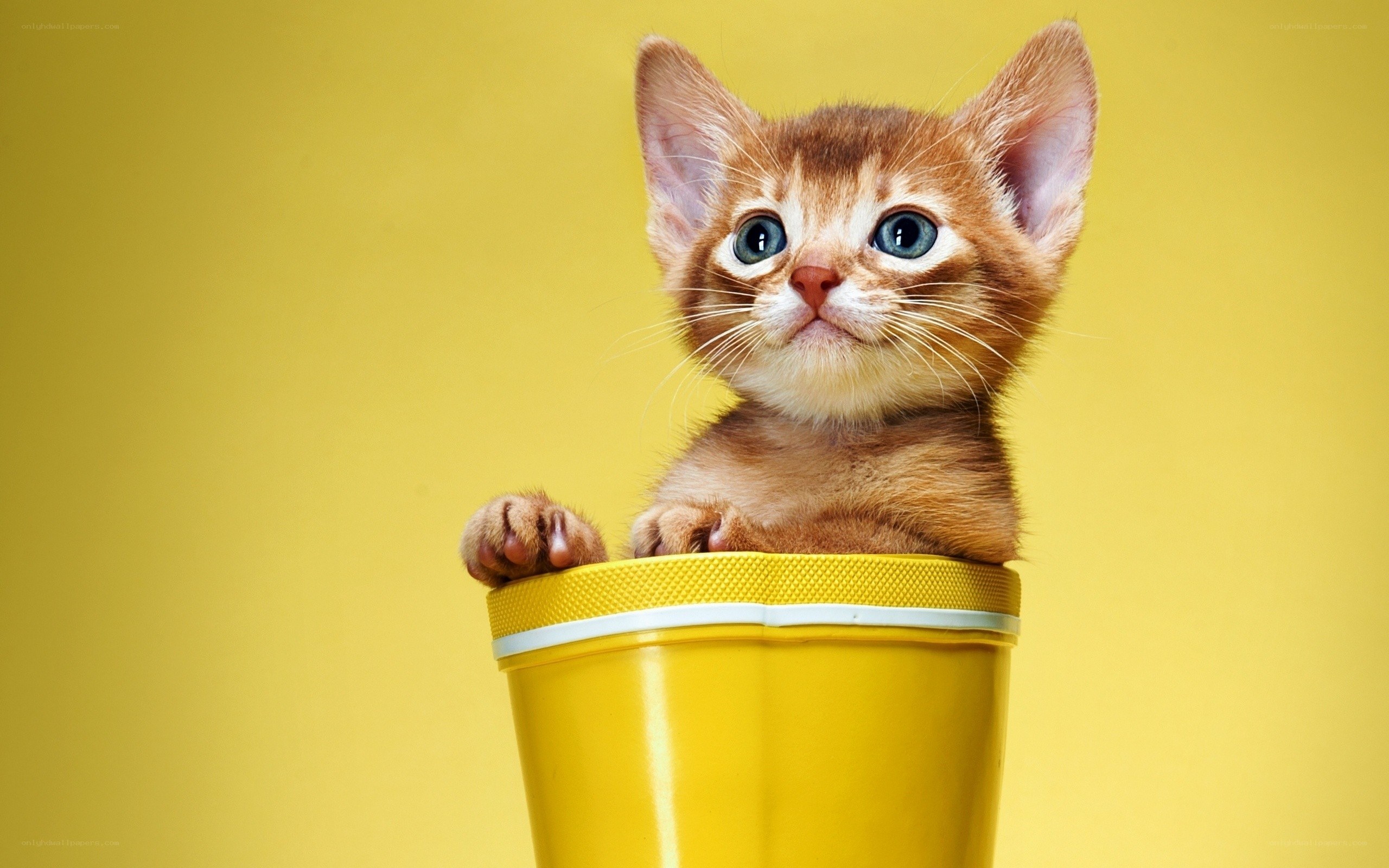 kitten in a yellow boot