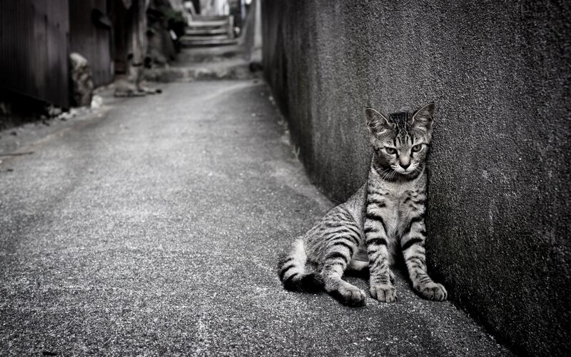 kitten in alleyway