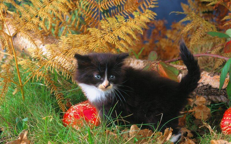 kitten in autumn foliage