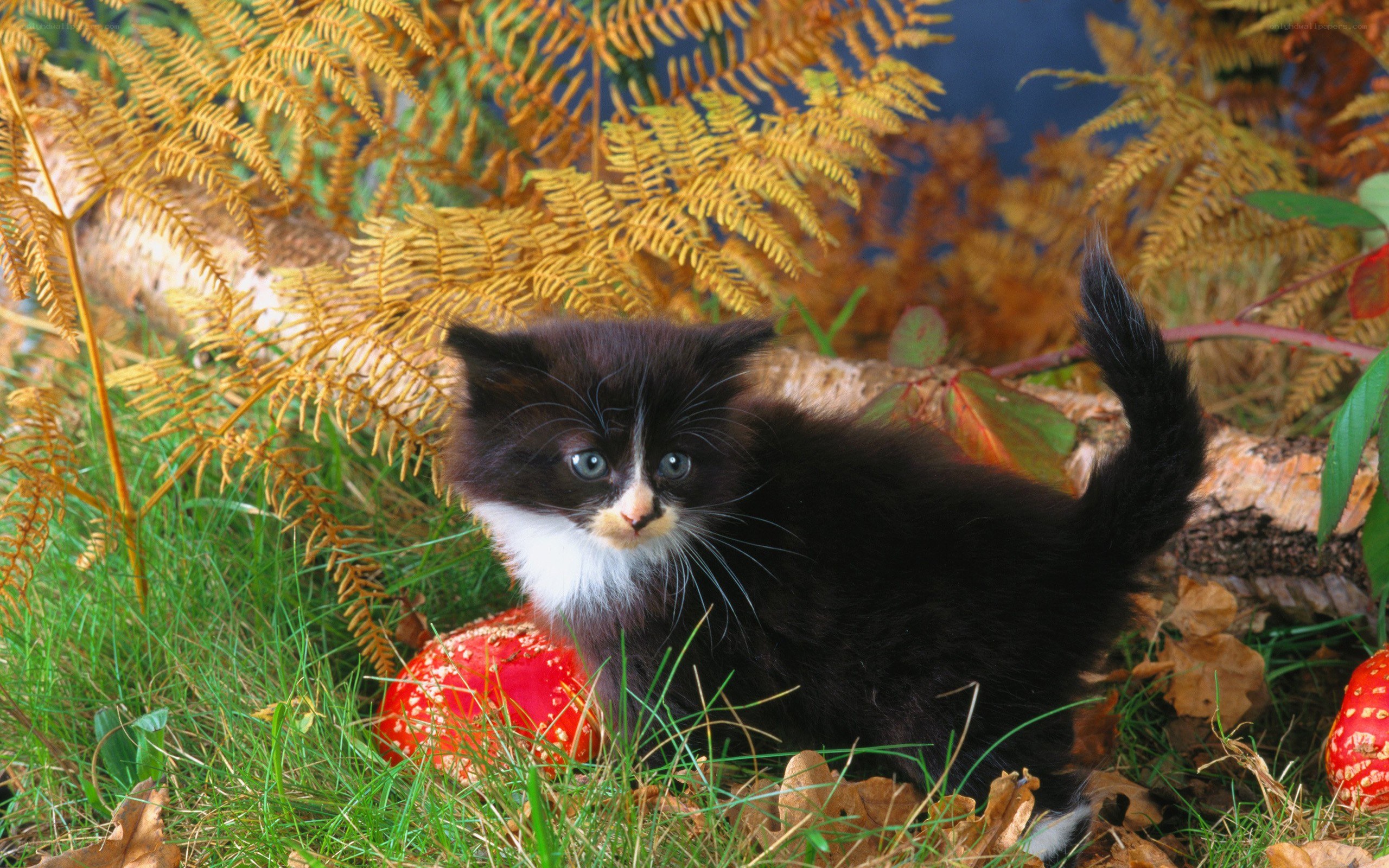 kitten in autumn forest