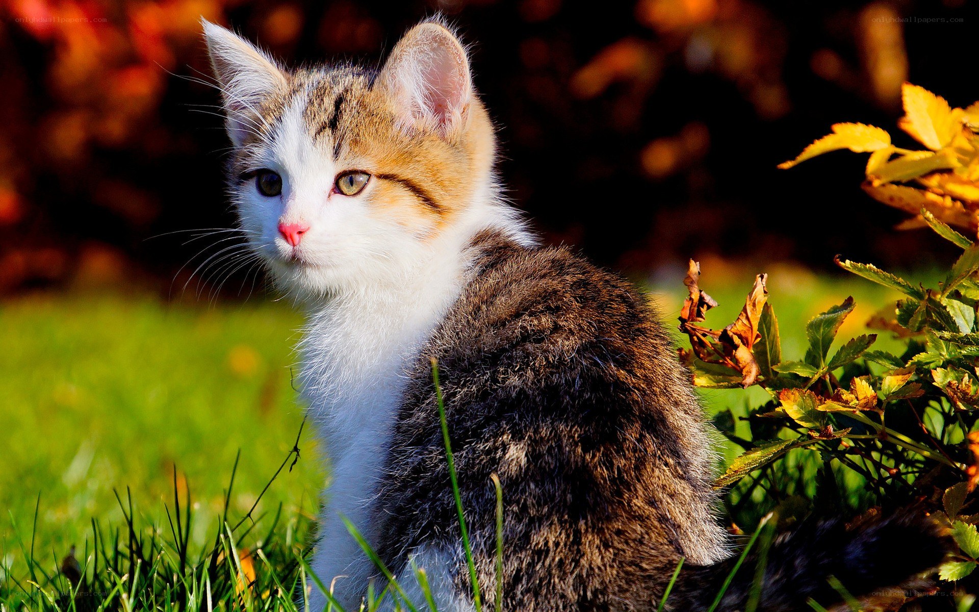 kitten in autumn grass