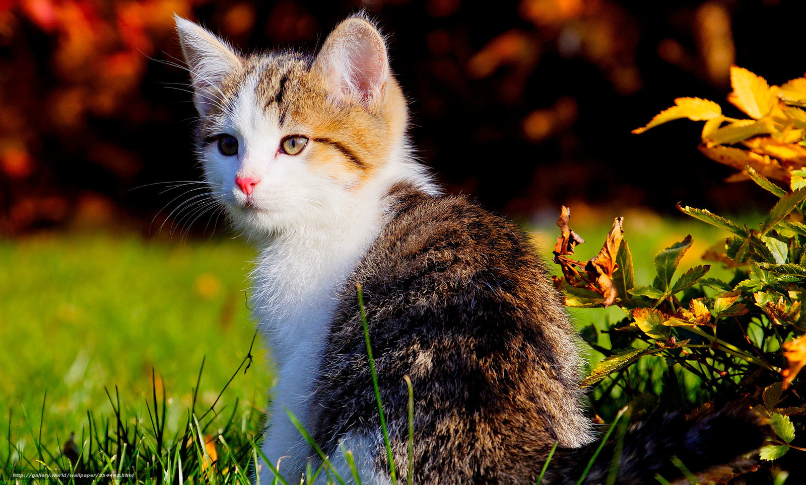 kitten in autumn grass