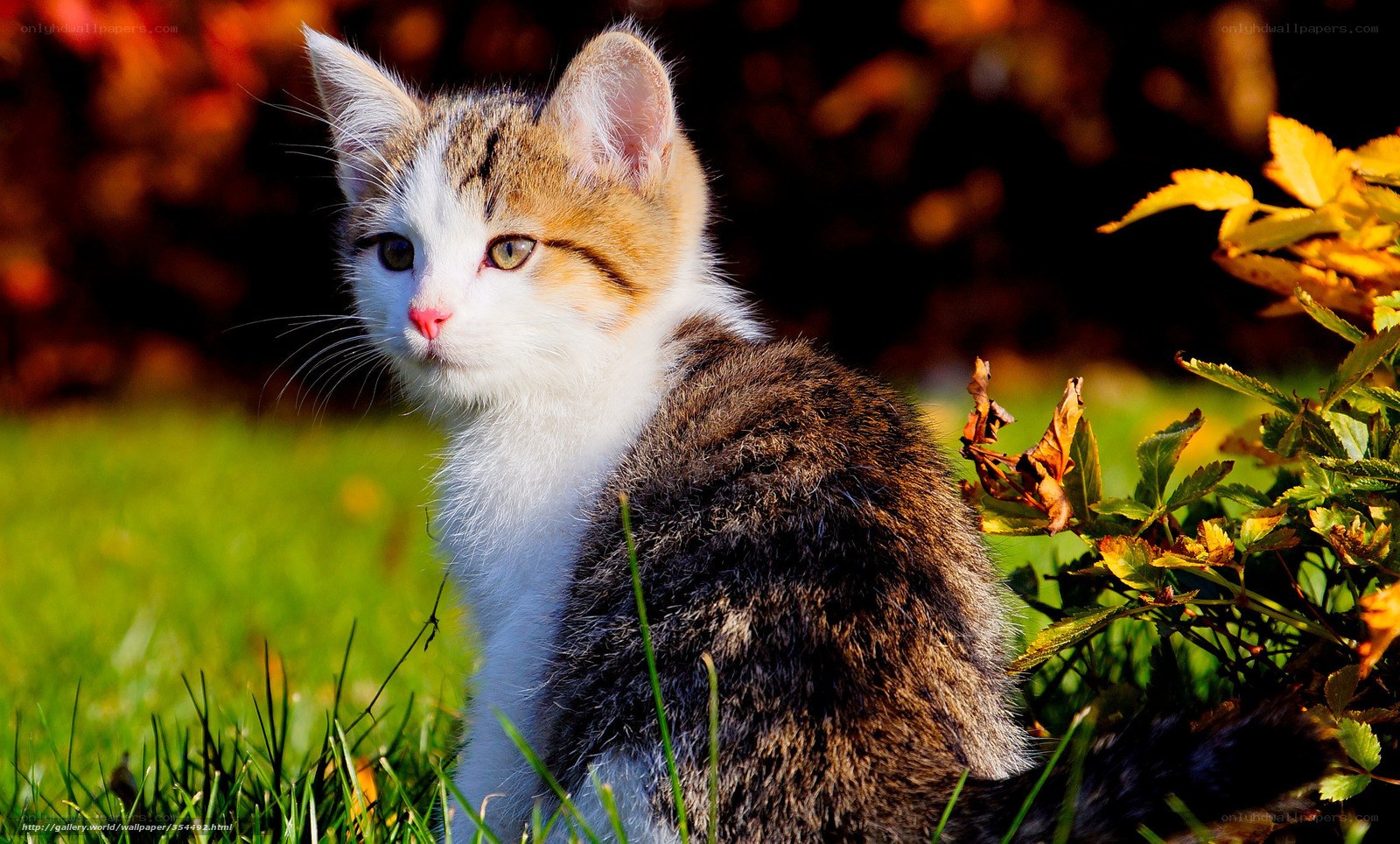 kitten in autumn grass