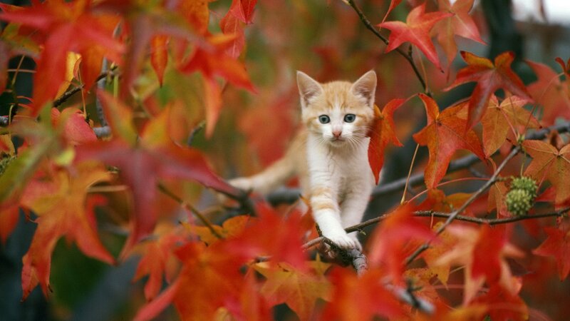 kitten in autumn leaves